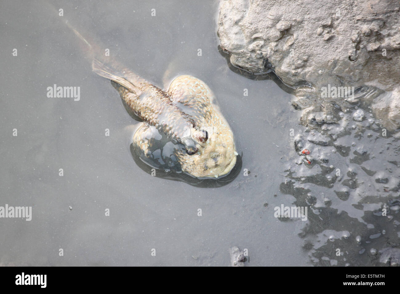 Mudskipper dans la forêt de mangrove de l'Asie la Thaïlande. Banque D'Images