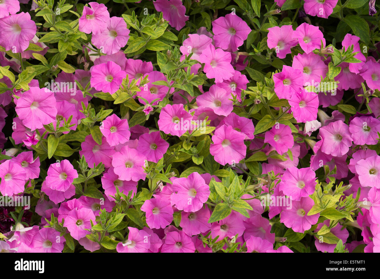 Petunia x hybrida onde de choc nuance rose. La diffusion de fleurs Pétunia Banque D'Images