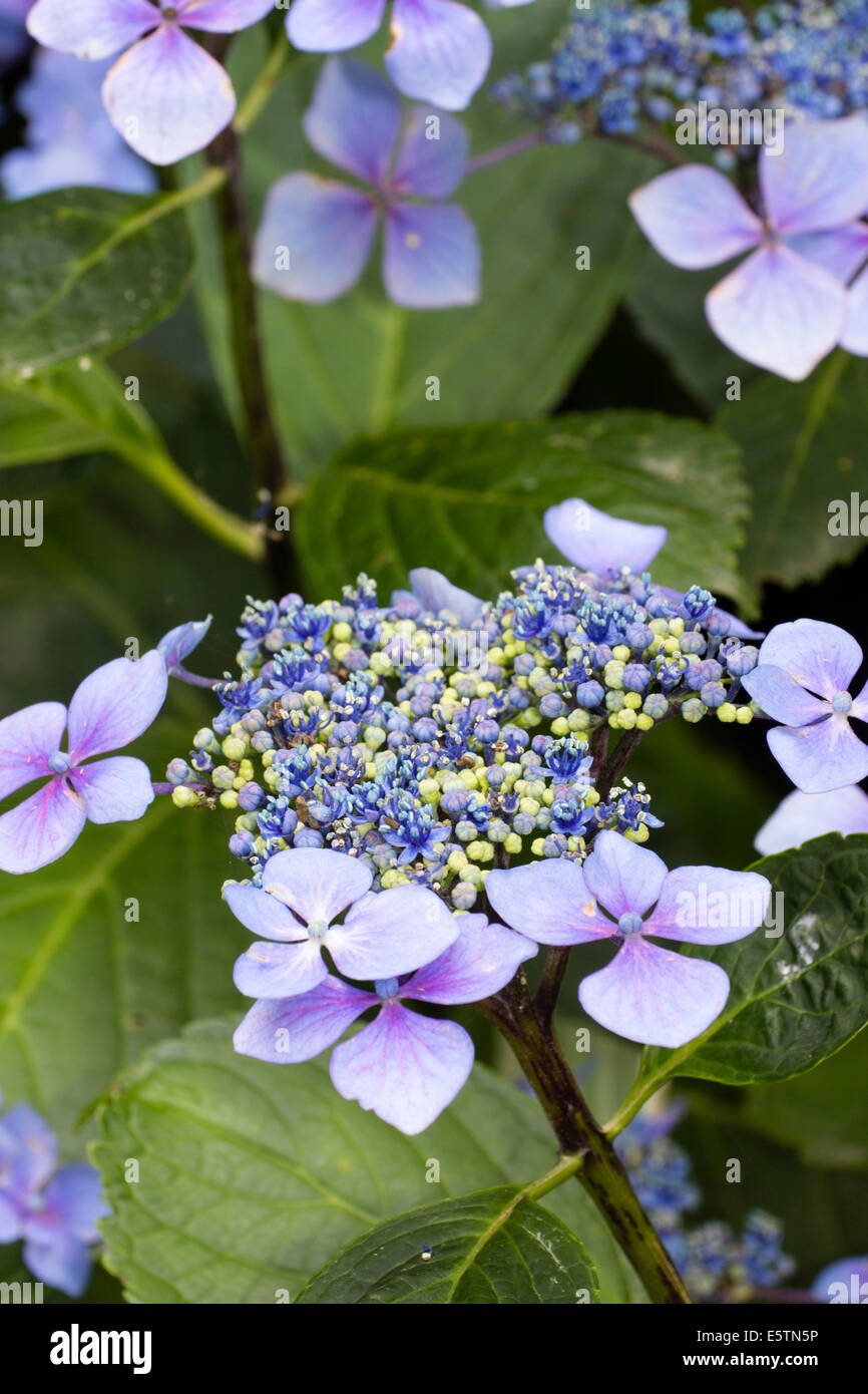 Les capitules de l'Hydrangea macrophylla 'Blue Wave' Banque D'Images