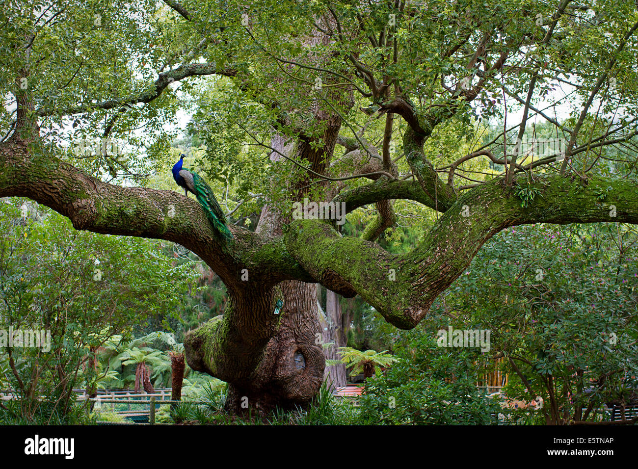 Un paon dans un grand arbre, Ardene Gardens, Claremont, Afrique du Sud Banque D'Images