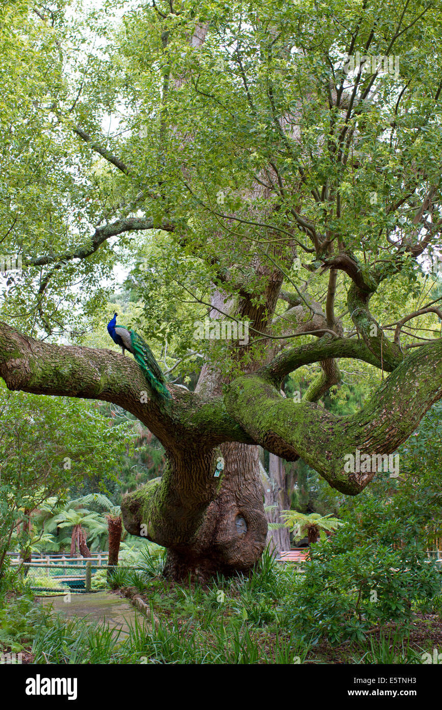 Peacock dans un grand arbre, Ardene Gardens, Afrique du Sud Banque D'Images
