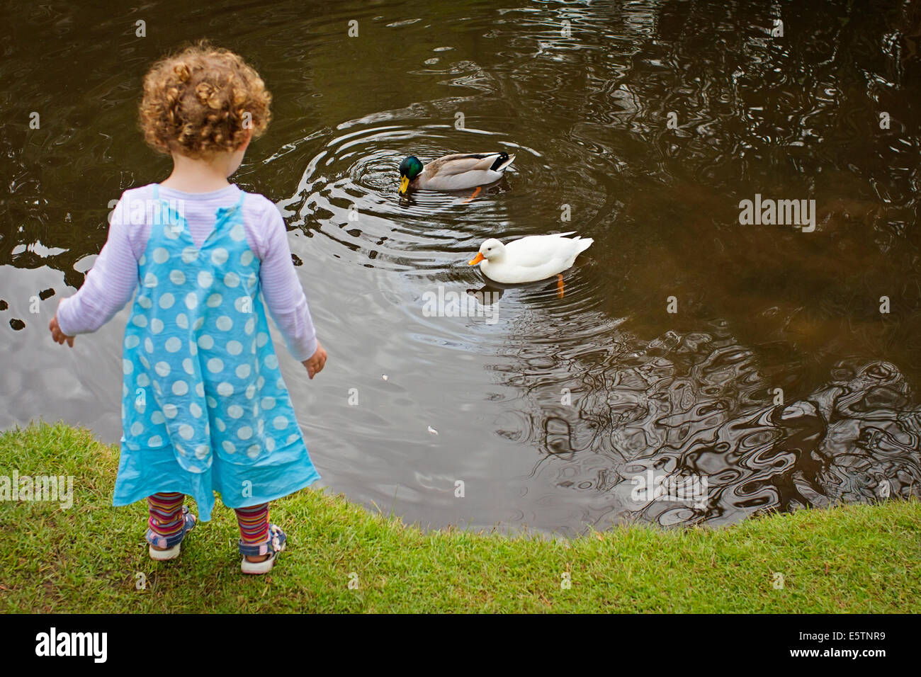 Une jeune fille aux cheveux bouclés canards d'alimentation Banque D'Images