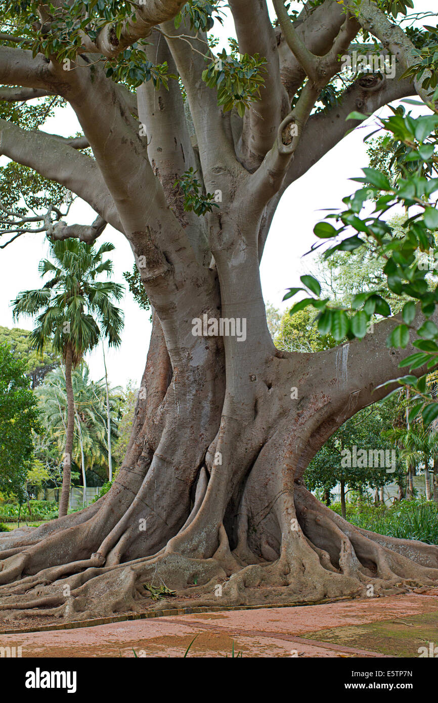 Arbre généalogique Champion à Arderne Gardens, Cape Town Banque D'Images