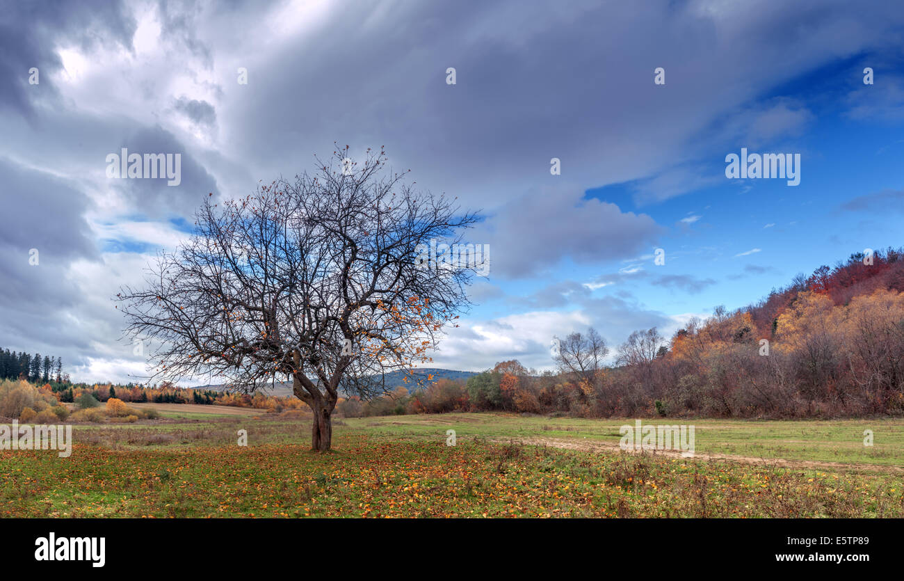 Seul arbre d'automne et ciel bleu Banque D'Images