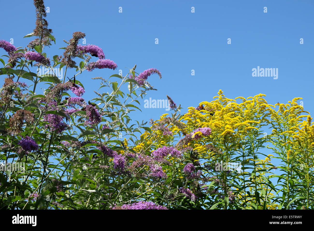 Arbre aux papillons buddleia Banque D'Images