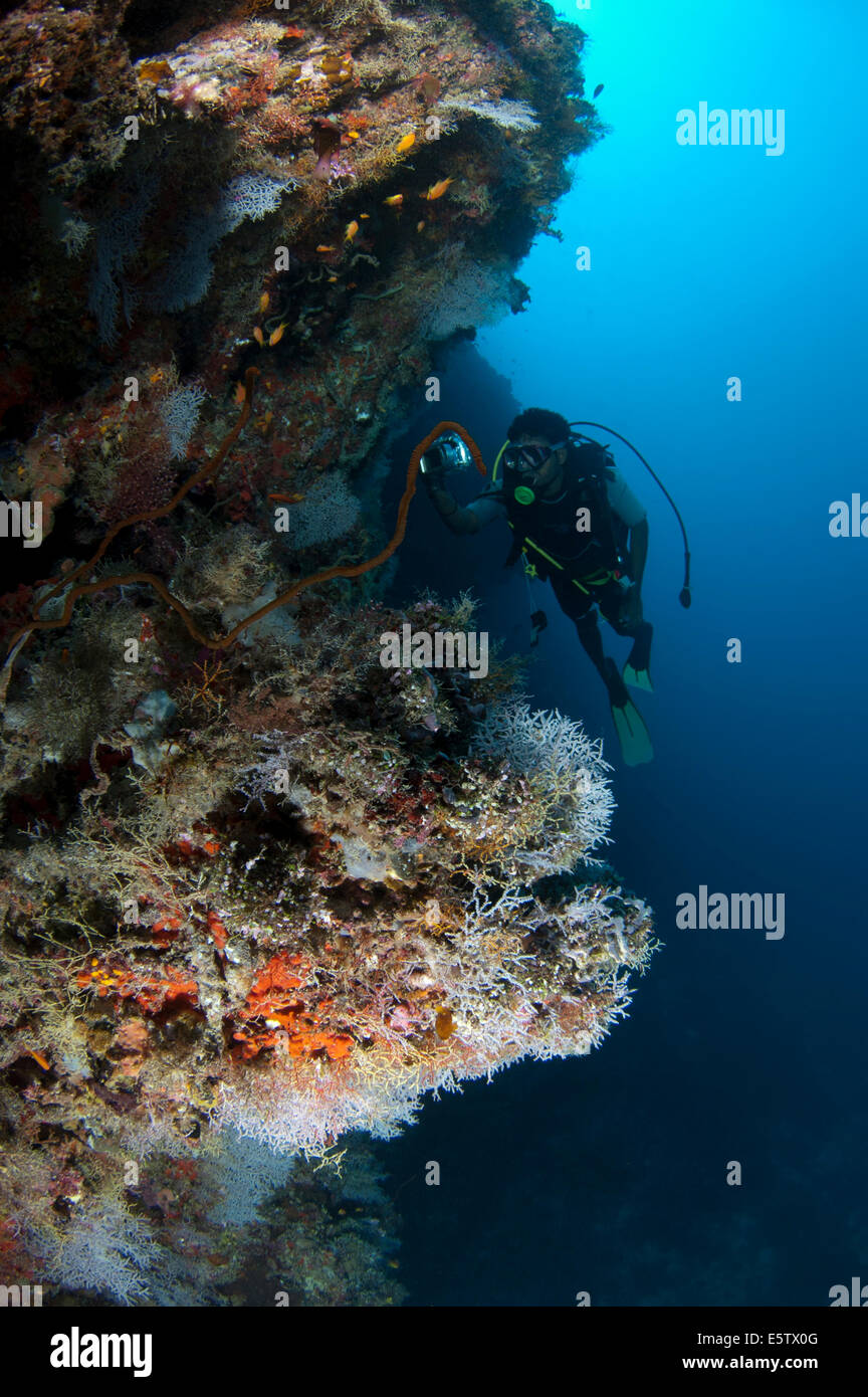 Plongeur sur un récif de corail avec des coraux mous en Dhaalu Atoll Banque D'Images