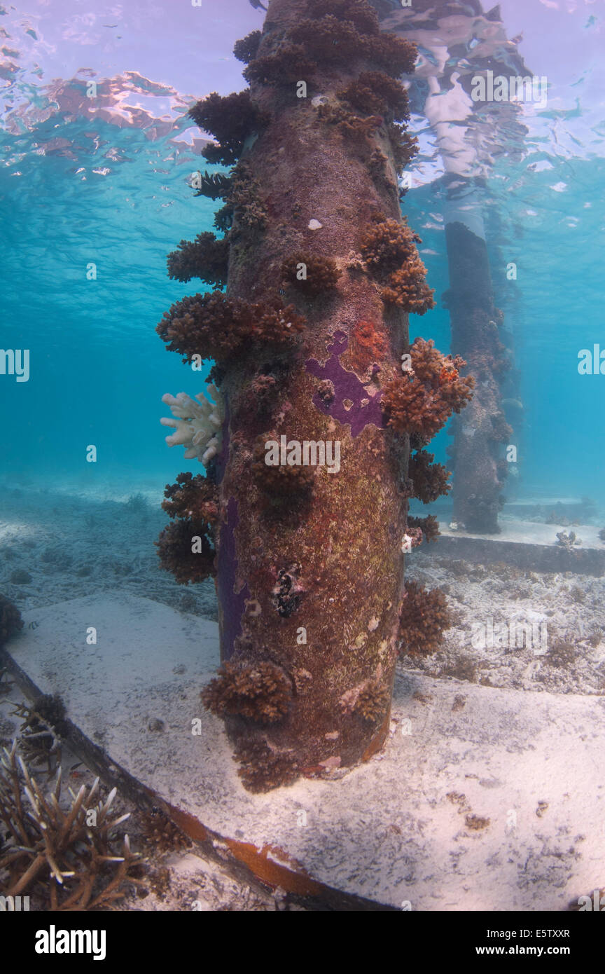 Jetty pier avec la croissance du corail aux Maldives Banque D'Images