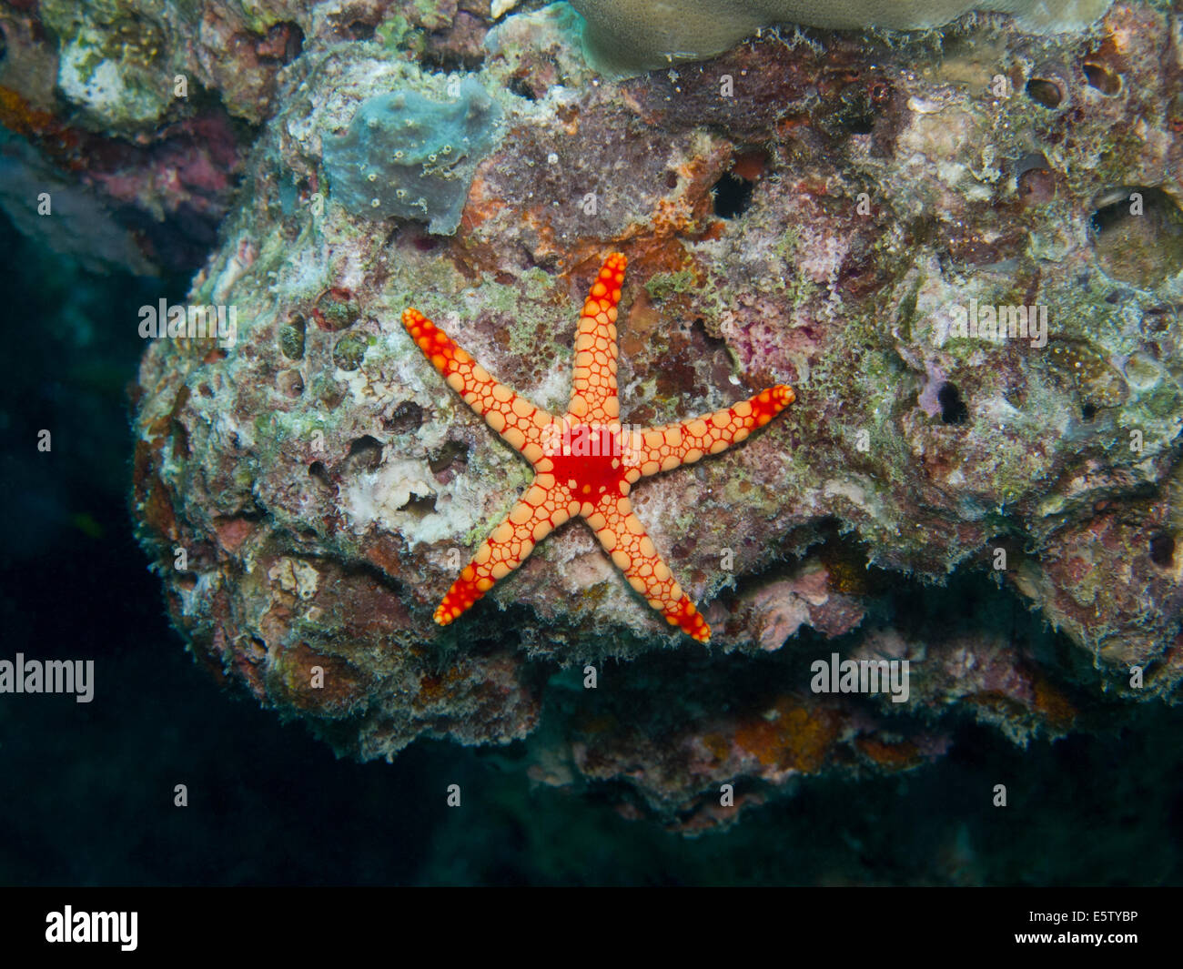 Étoile de mer suspendu sur un récif de corail Banque D'Images