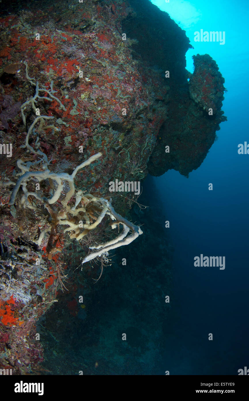 Géographie unique et étrange de corail en Dhaalu Atoll, Maldives Banque D'Images