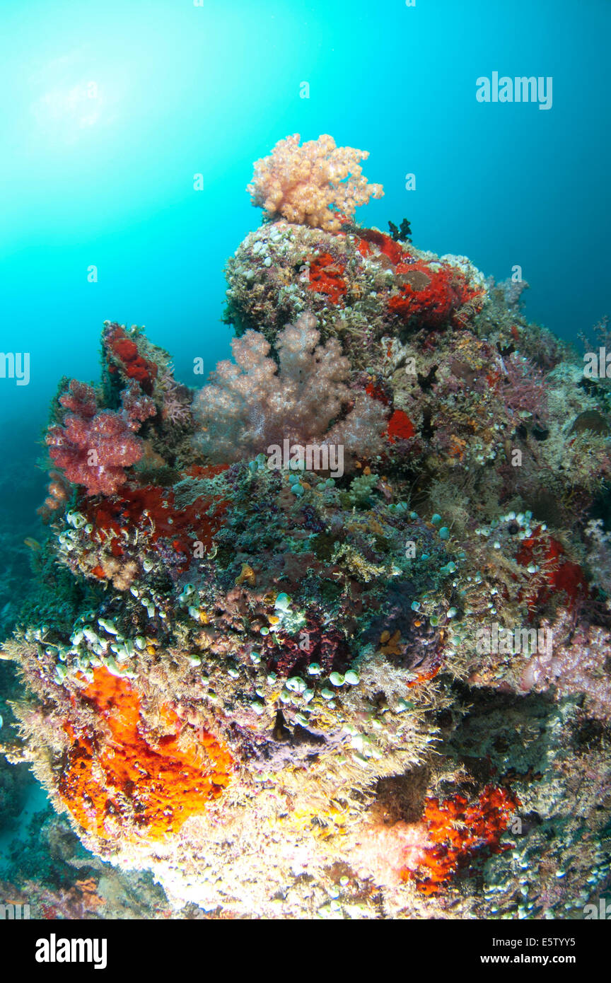 Bande de coraux mous multicolores en eaux peu profondes Banque D'Images