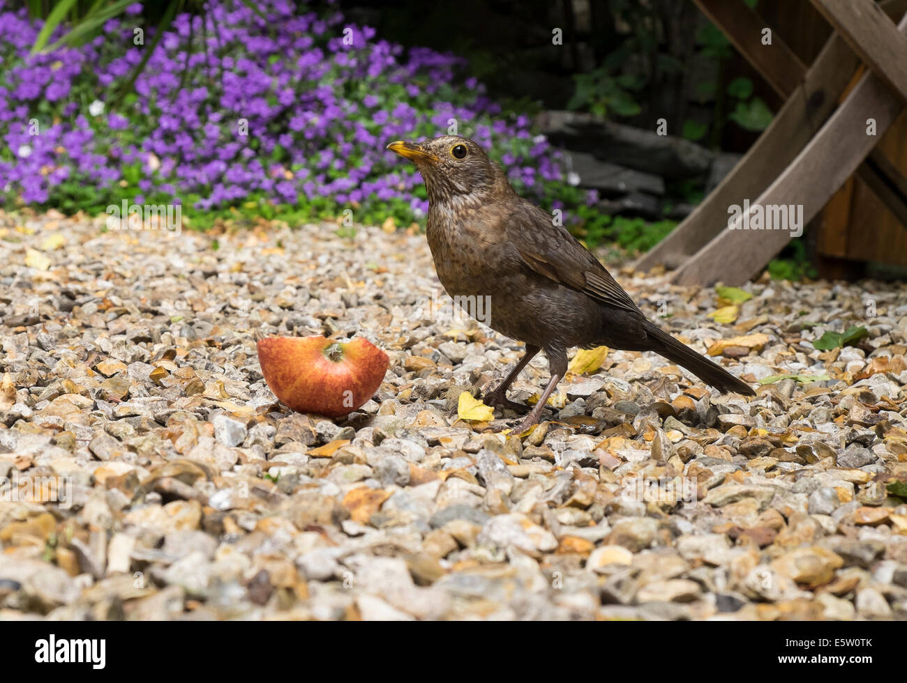 Un jeune merle mange une pomme dans un jardin Banque D'Images