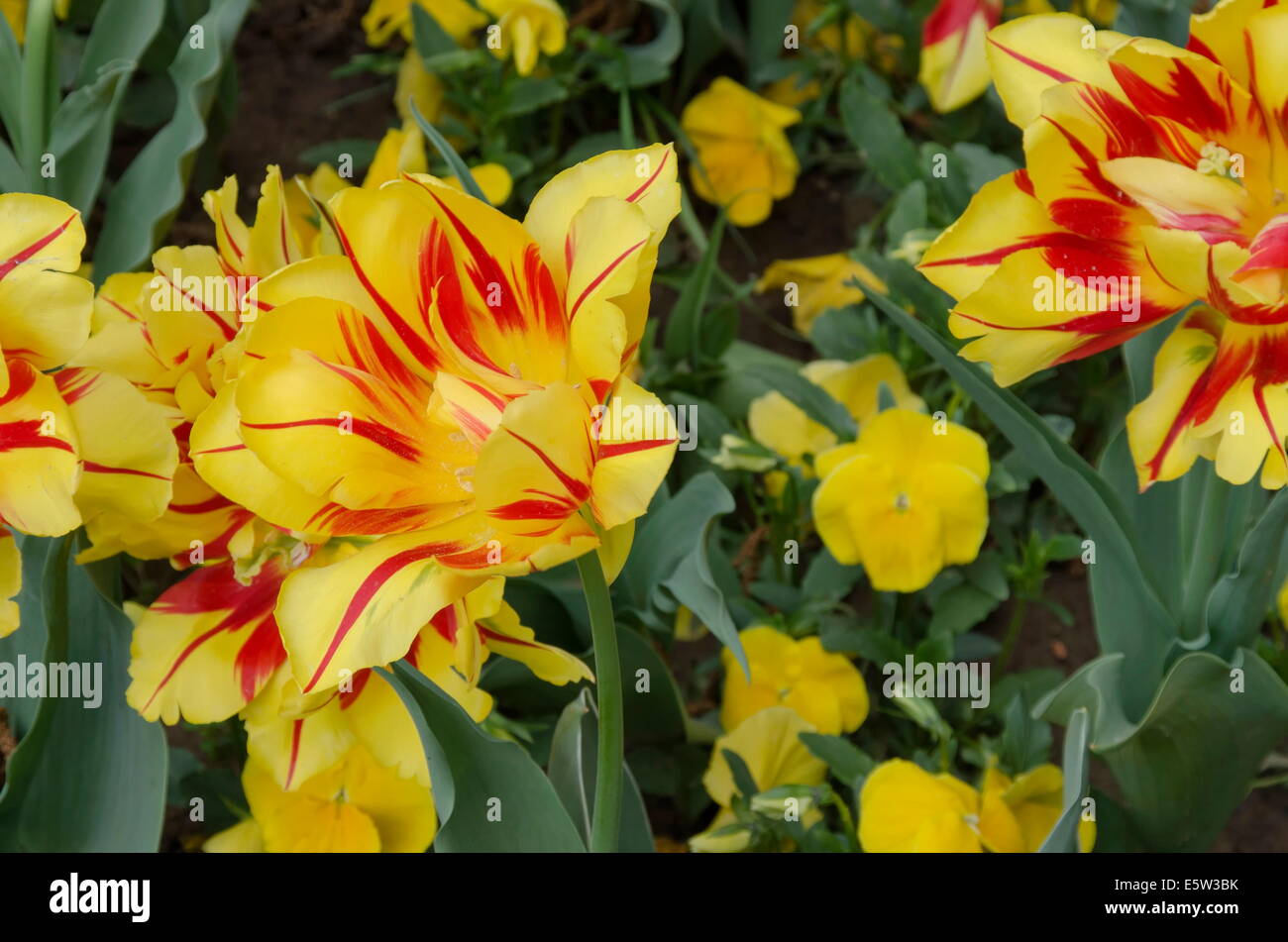 Tulipes fleurs colorées dans le jardin Banque D'Images