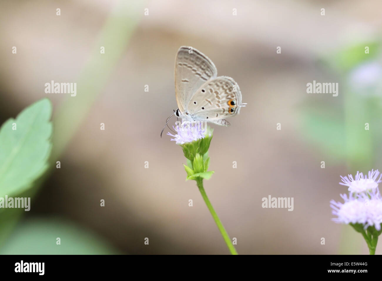 Brown papillon sur la fleur en jardin. Banque D'Images