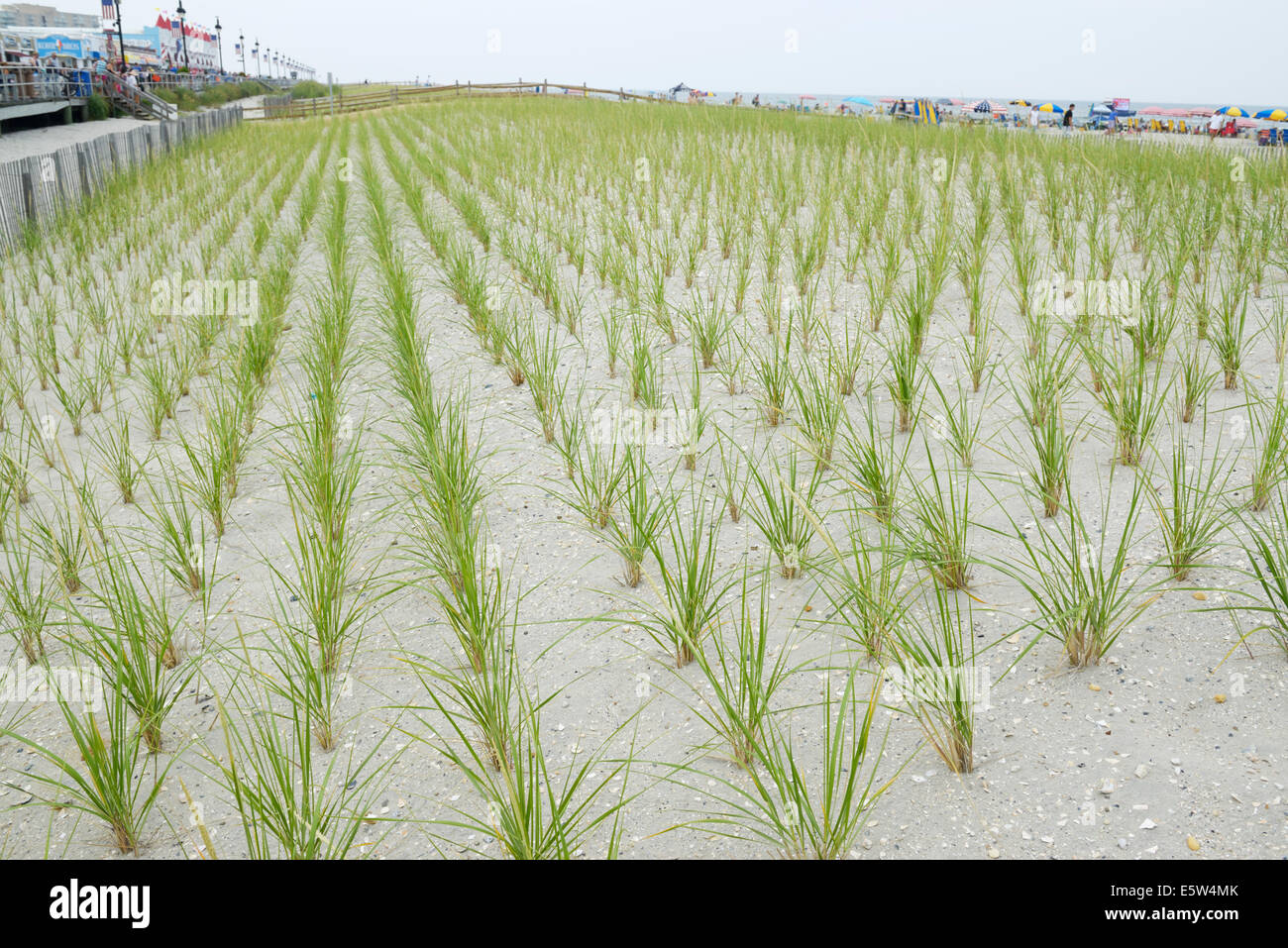 Cape American beach grass, l'Ammophila breviligulata, planté pour stabiliser les dunes et empêcher l'érosion des plages Banque D'Images