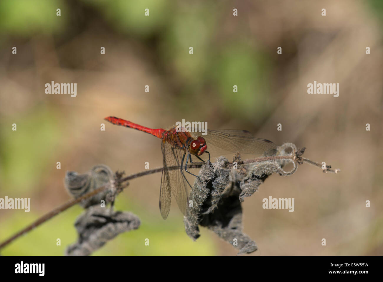 Ruddy darter (Sympetrum sanguineum). Mâle mature. Banque D'Images