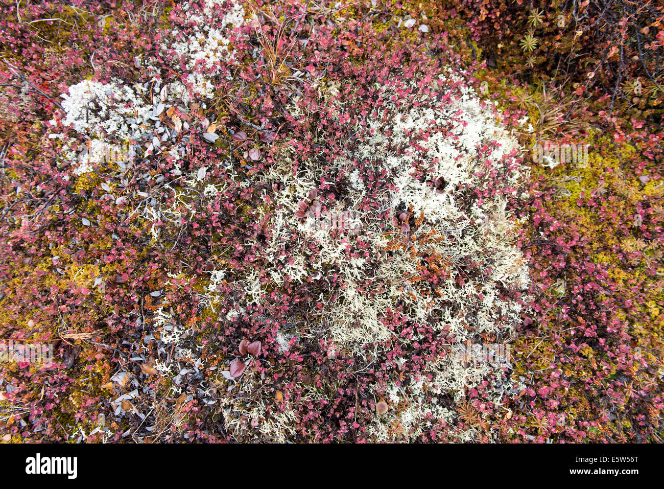 Arrière-plan de la végétation de la toundra arctique avec le lichen, le bouleau glanduleux et mousses Banque D'Images