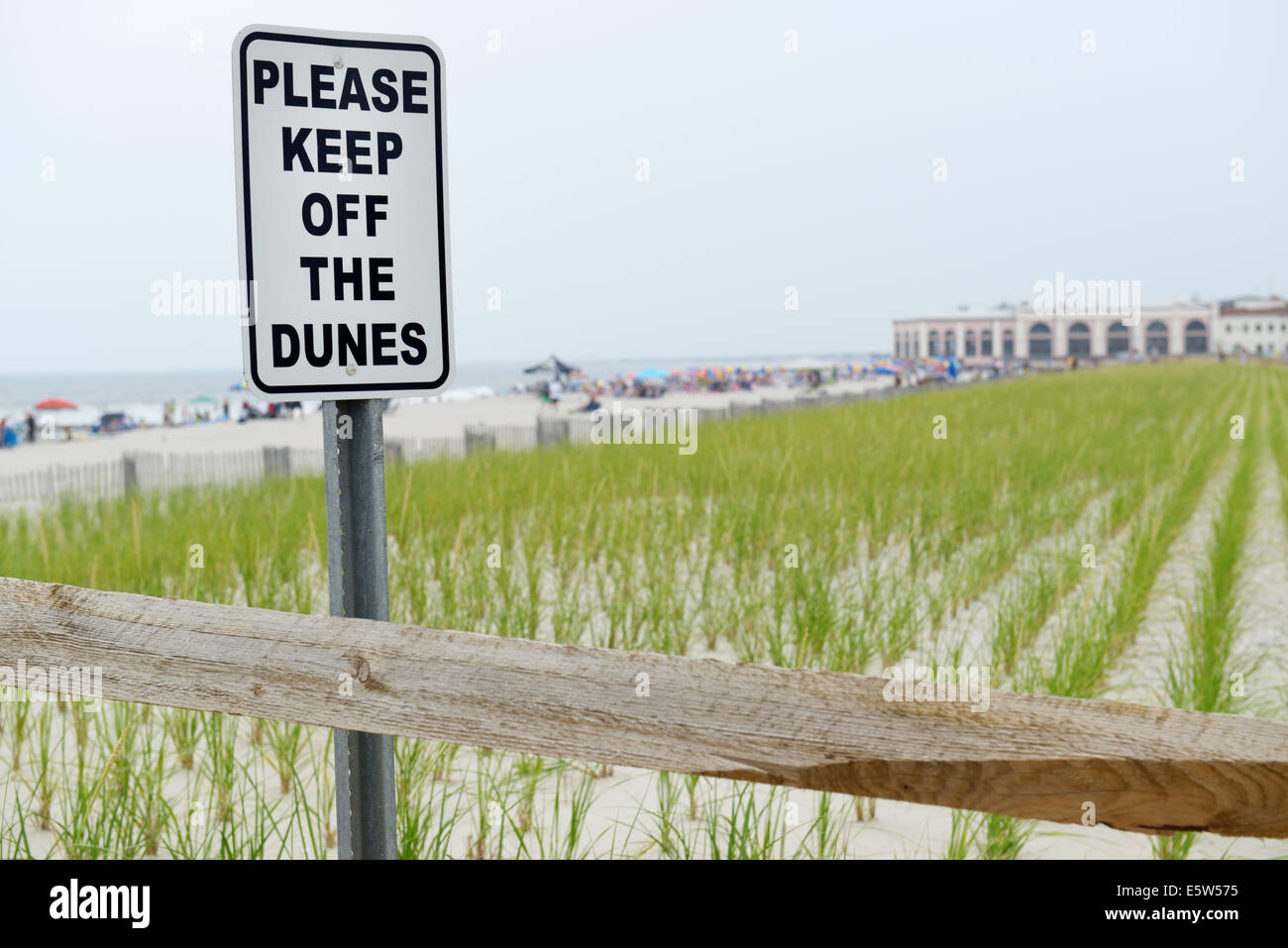 Cape American beach grass, l'Ammophila breviligulata, planté pour stabiliser les dunes et empêcher l'érosion des plages Banque D'Images