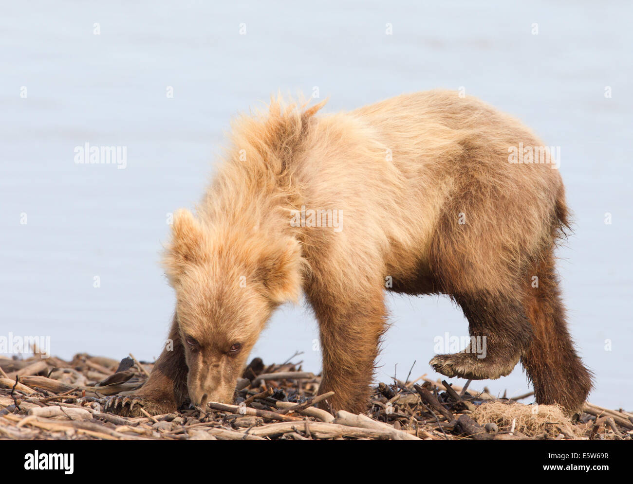 2e année de l'ours brun d'Alaska Cub Banque D'Images