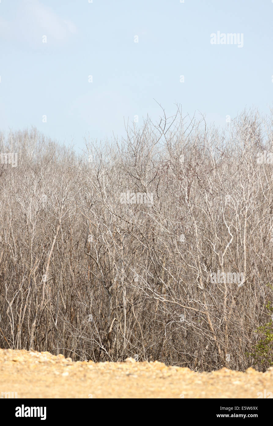 Sol et les arbres morts pour l'arrière-plan. Banque D'Images