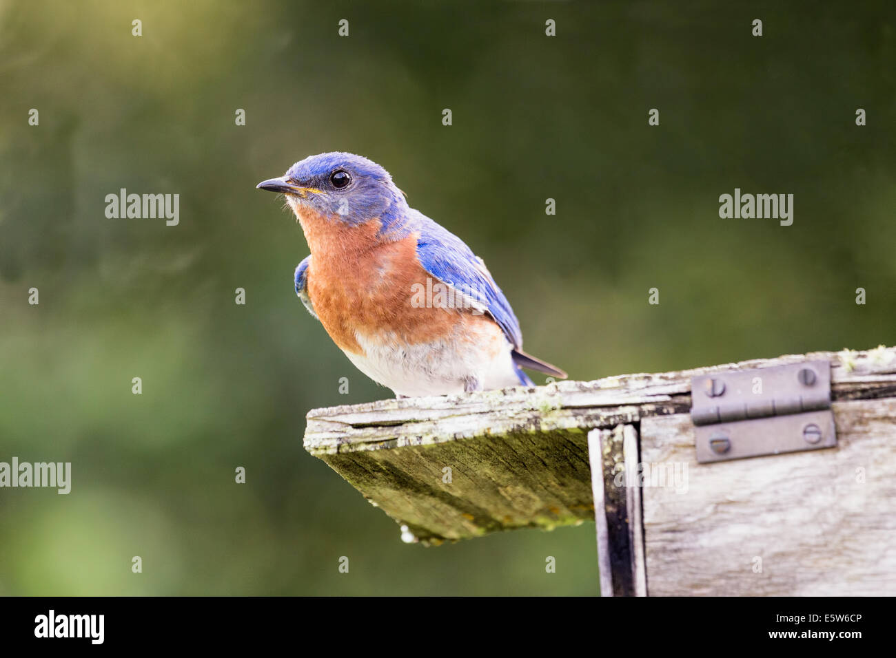Homme Merlebleu de l'Est (Sialia sialis) garde son nid Banque D'Images