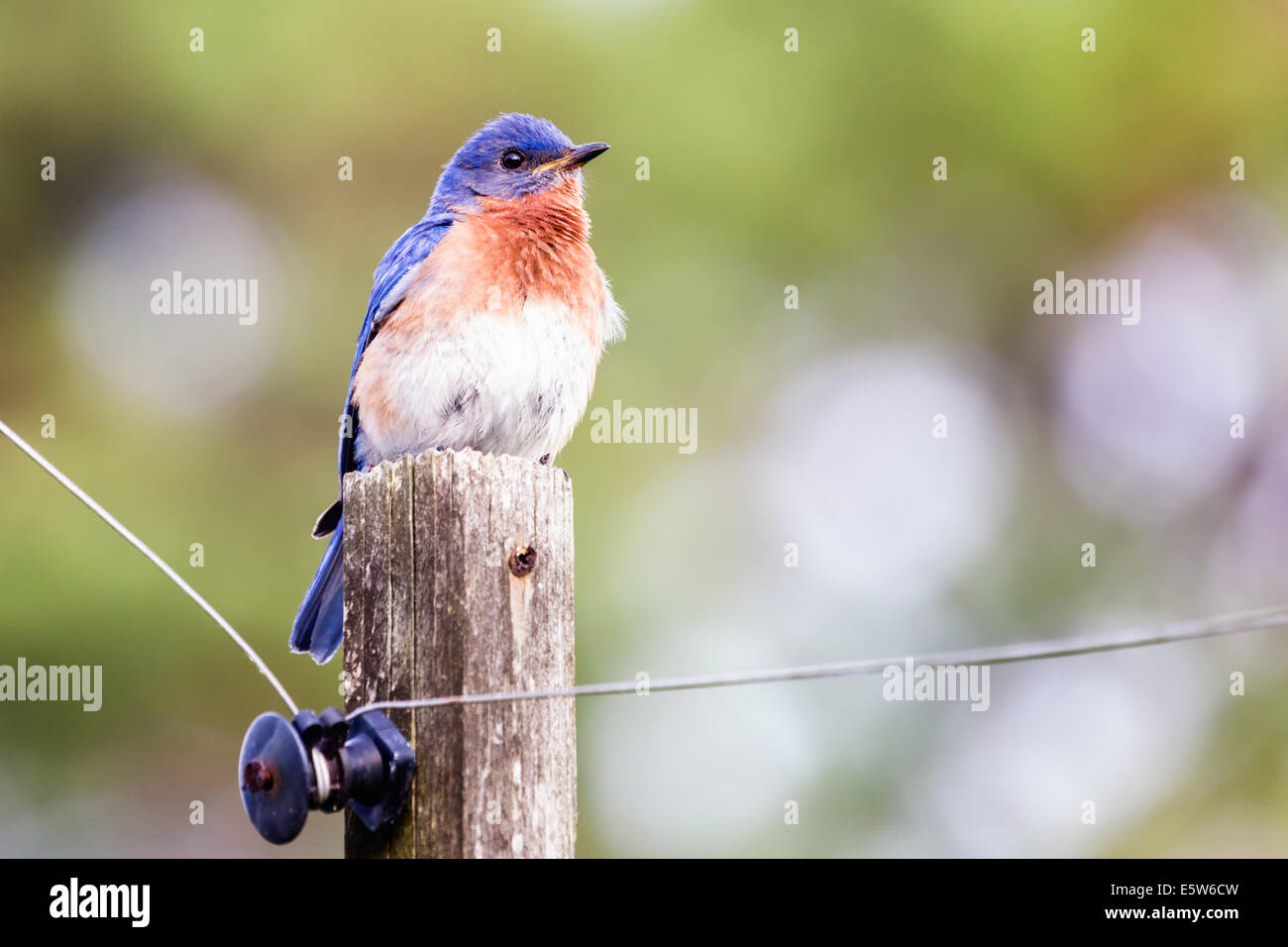 Homme Merlebleu de l'Est (Sialia sialis) perché sur un poteau Banque D'Images