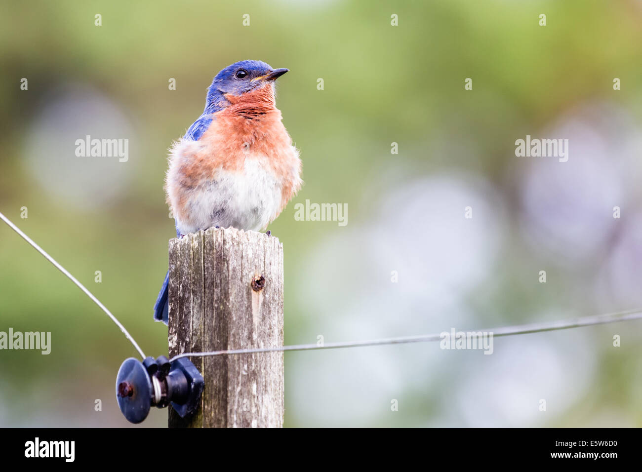 Homme Merlebleu de l'Est (Sialia sialis) perché sur un poteau Banque D'Images