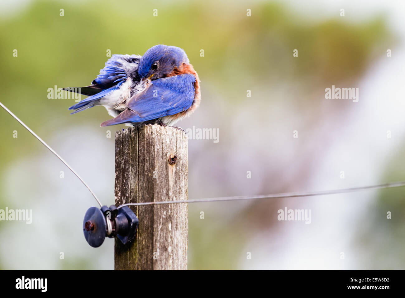 Homme Merlebleu de l'Est (Sialia sialis) perché sur un poteau Banque D'Images
