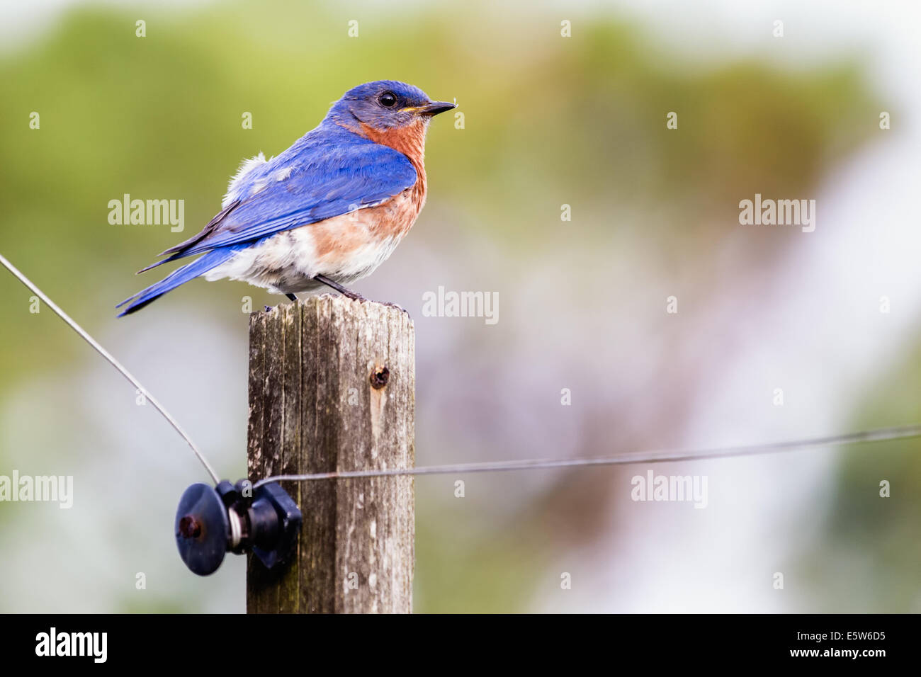 Homme Merlebleu de l'Est (Sialia sialis) perché sur un poteau Banque D'Images