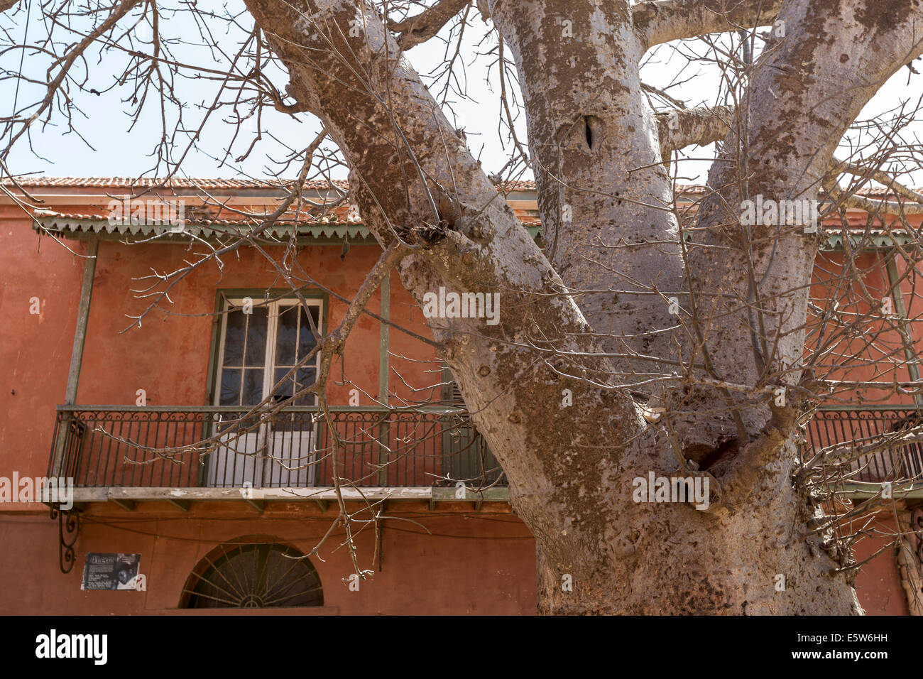 Baobab et bâtiment historique, île de Goree, site de l'UNESCO, au large de Dakar, Sénégal Banque D'Images