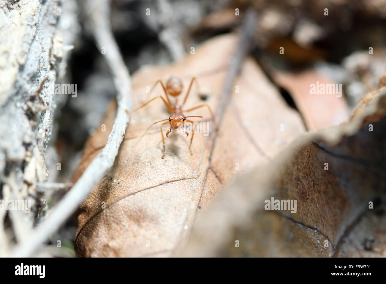 Les fourmis sont à la recherche de nourriture dans une macro. Banque D'Images