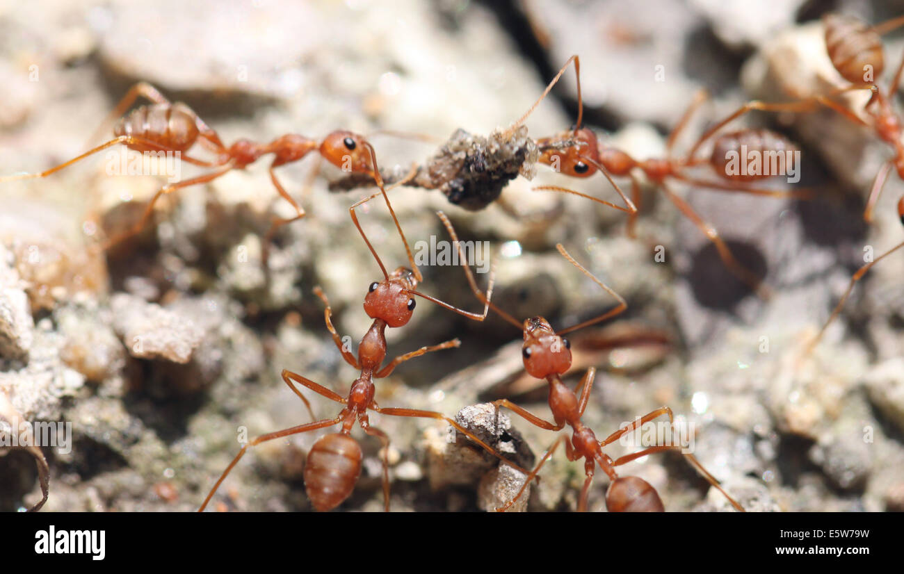 Les fourmis sont à la recherche de nourriture dans une macro. Banque D'Images