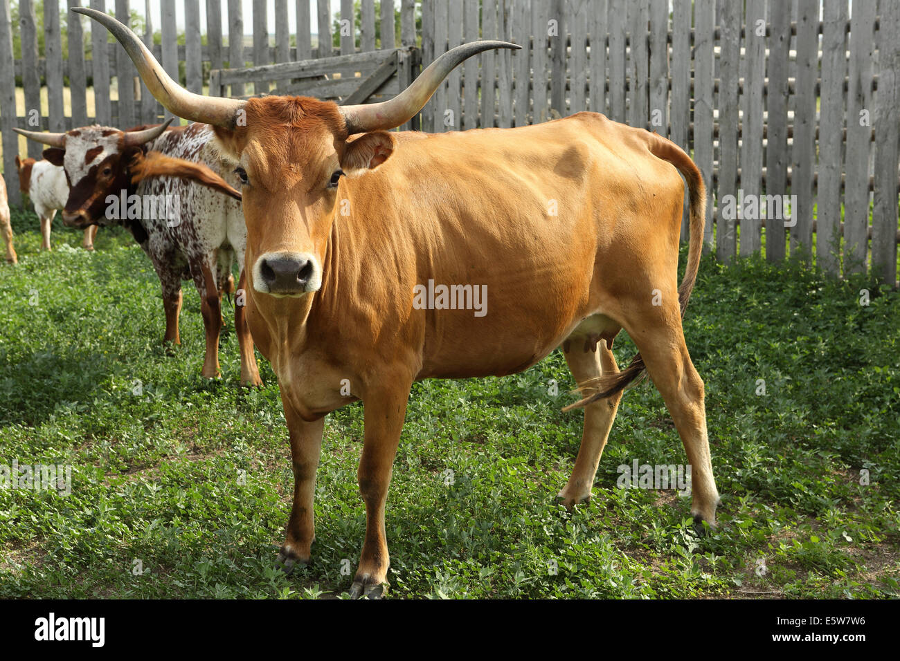 Texas Longhorn bovins à la Reata ranch près de Kyle, Saskatchewan, Canada. Banque D'Images