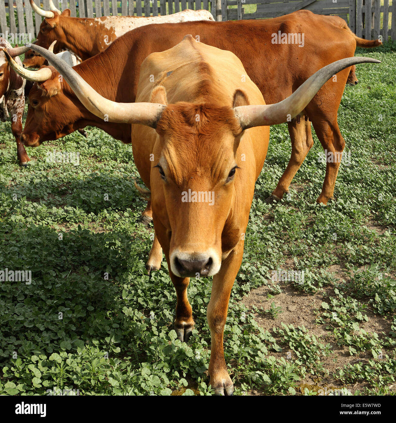 Texas Longhorn bovins à la Reata ranch près de Kyle, Saskatchewan, Canada. Banque D'Images