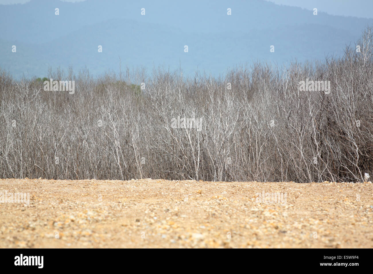 Sol et les arbres morts pour l'arrière-plan. Banque D'Images