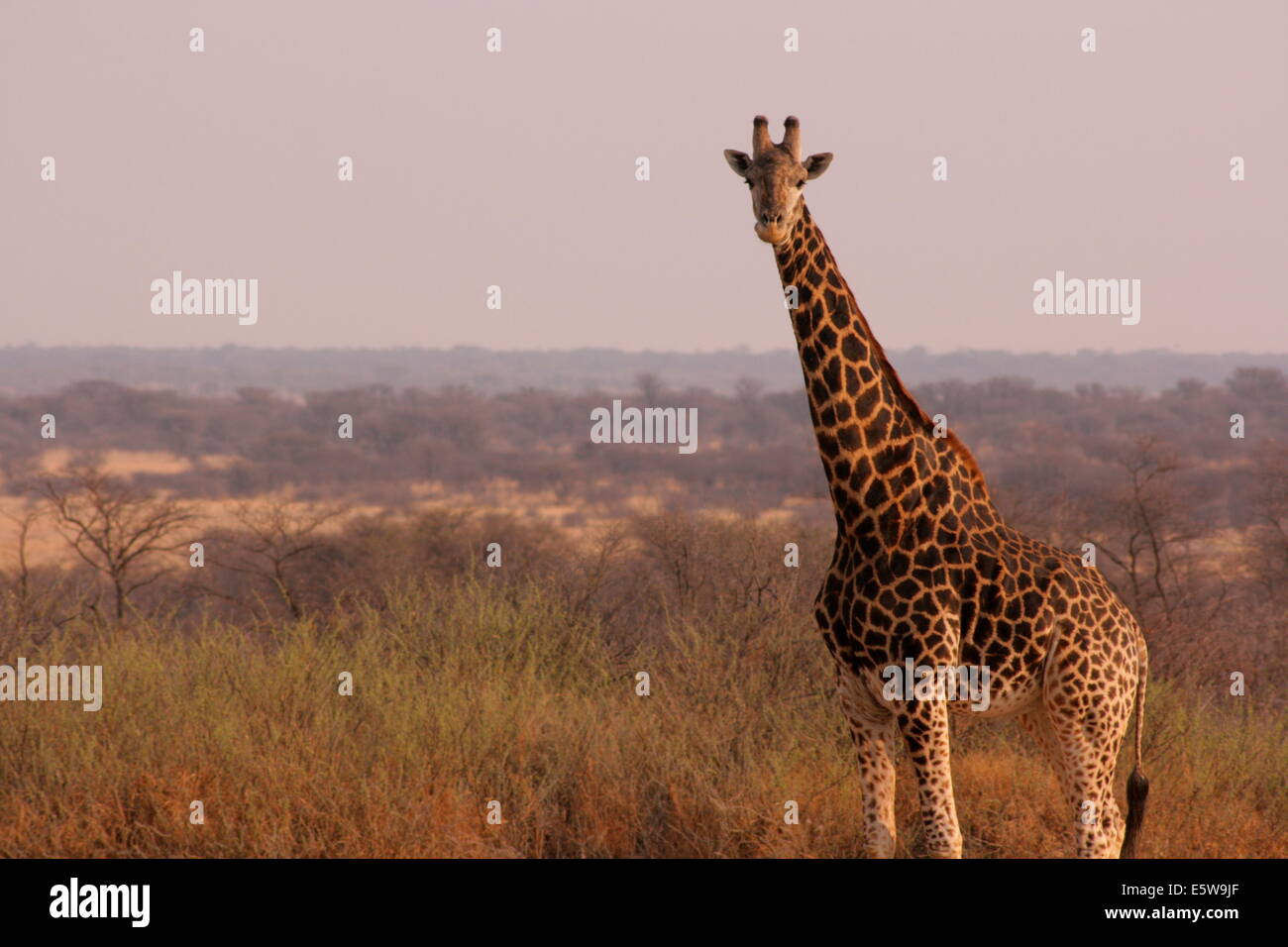 Girafe debout sur la brousse au Botswana. Banque D'Images