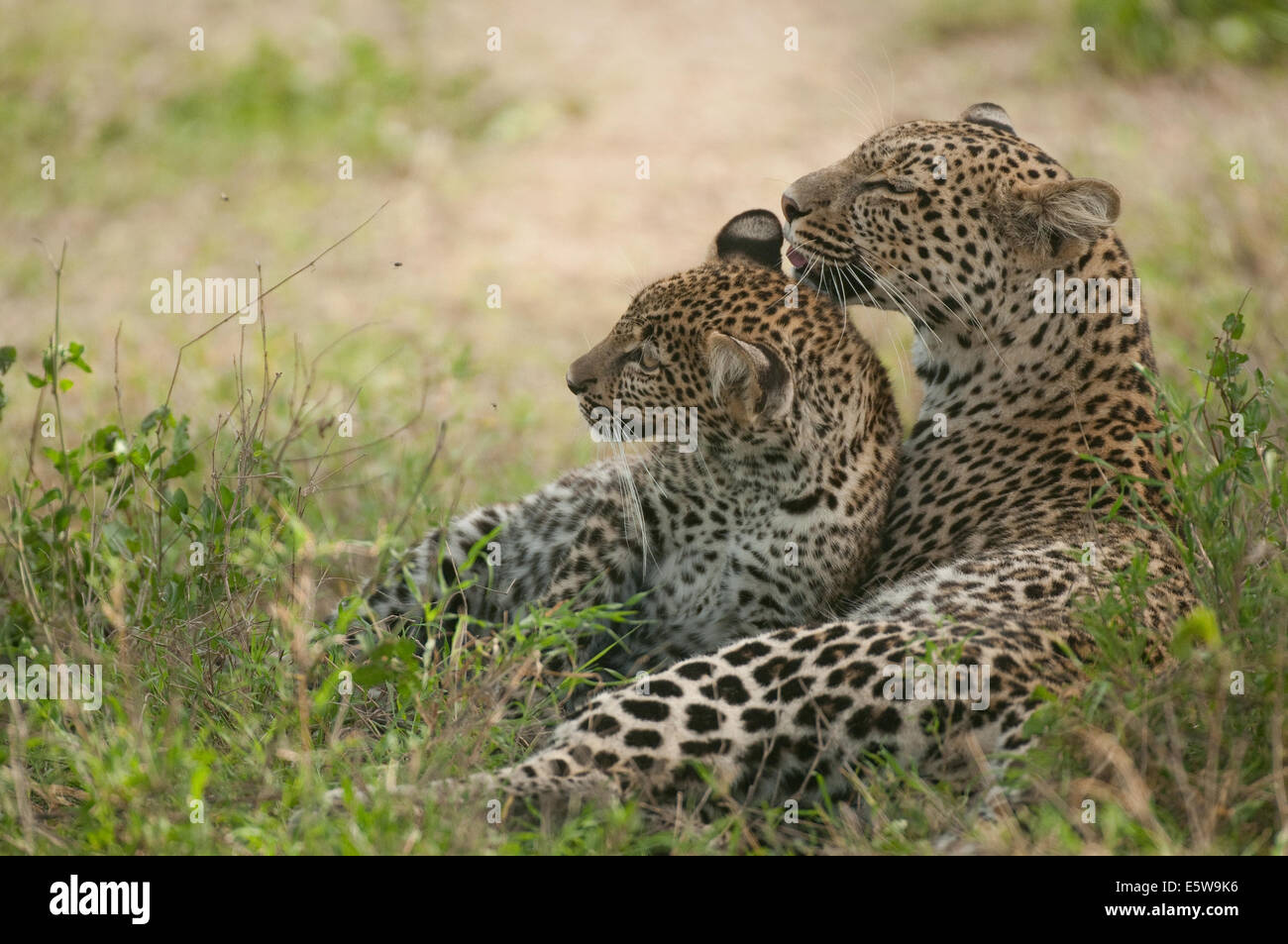 Leopard et les jeunes se trouvant dans l'herbe Banque D'Images