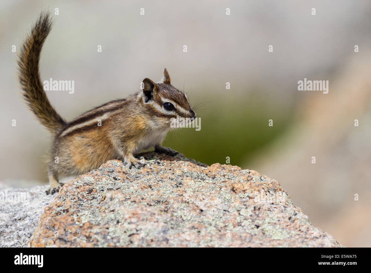 Close up of a wild chipmunk debout sur un gros rocher Banque D'Images