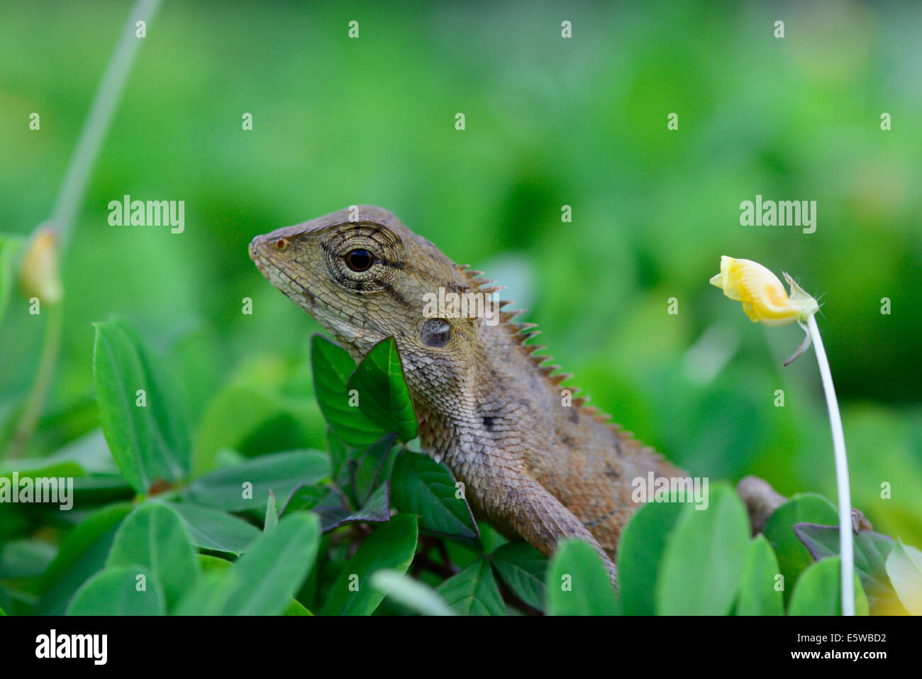 Libre Vue de côté jardin oriental (lézard Calotes mystaceus) standing on meadow ; focus sélectif à la hauteur des yeux. Banque D'Images