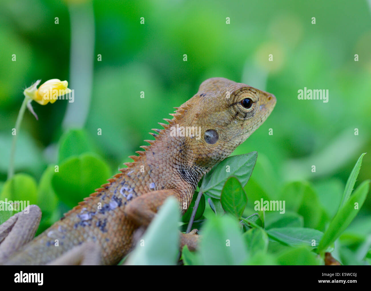 Gros plan du Jardin Oriental (lézard Calotes mystaceus) standing on meadow ; focus sélectif à l'oeil avec l'avant-plan flou et Banque D'Images