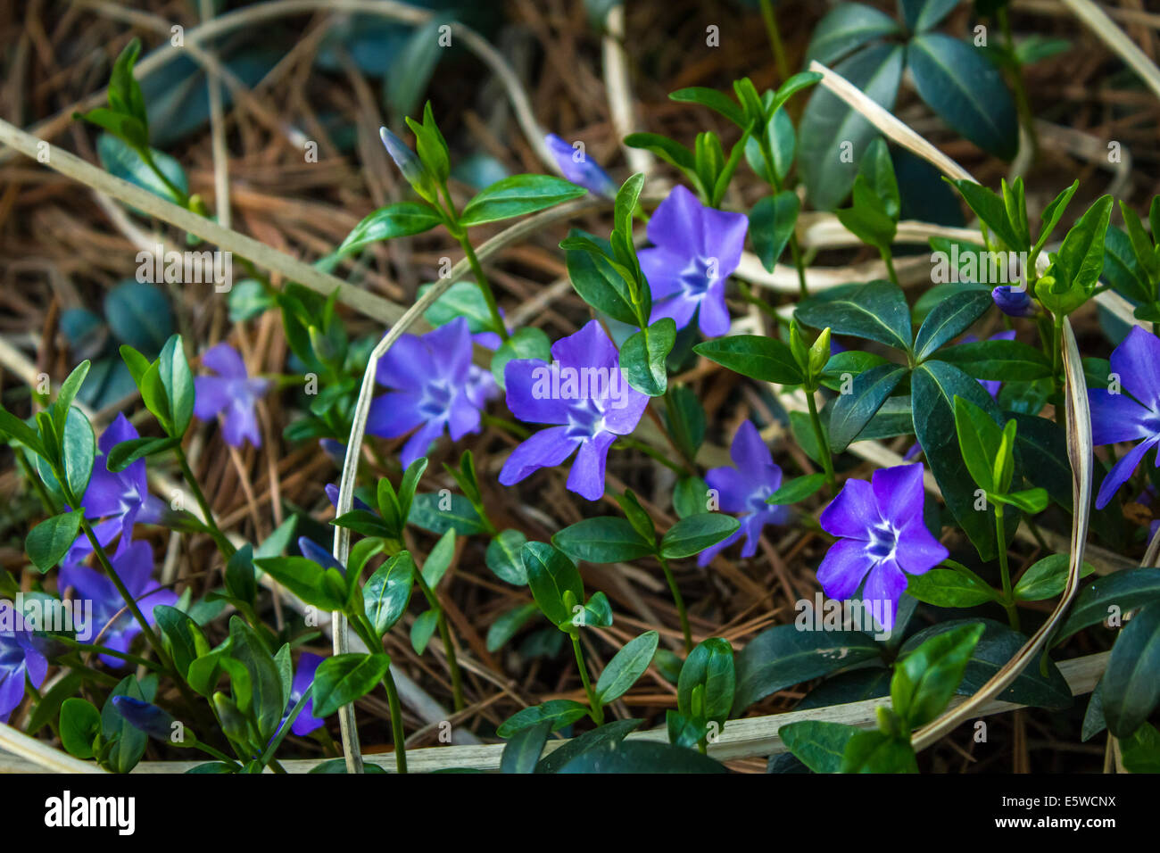 Couvre-sol de floraison avec de belles fleurs violettes. Banque D'Images