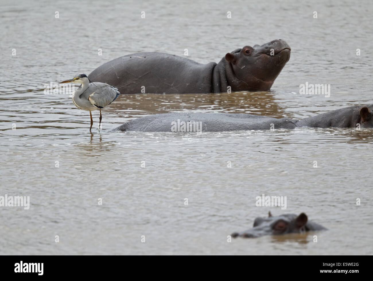 Héron cendré (Ardea cinerea cinerea,) debout sur le dos d'un hippopotame Banque D'Images