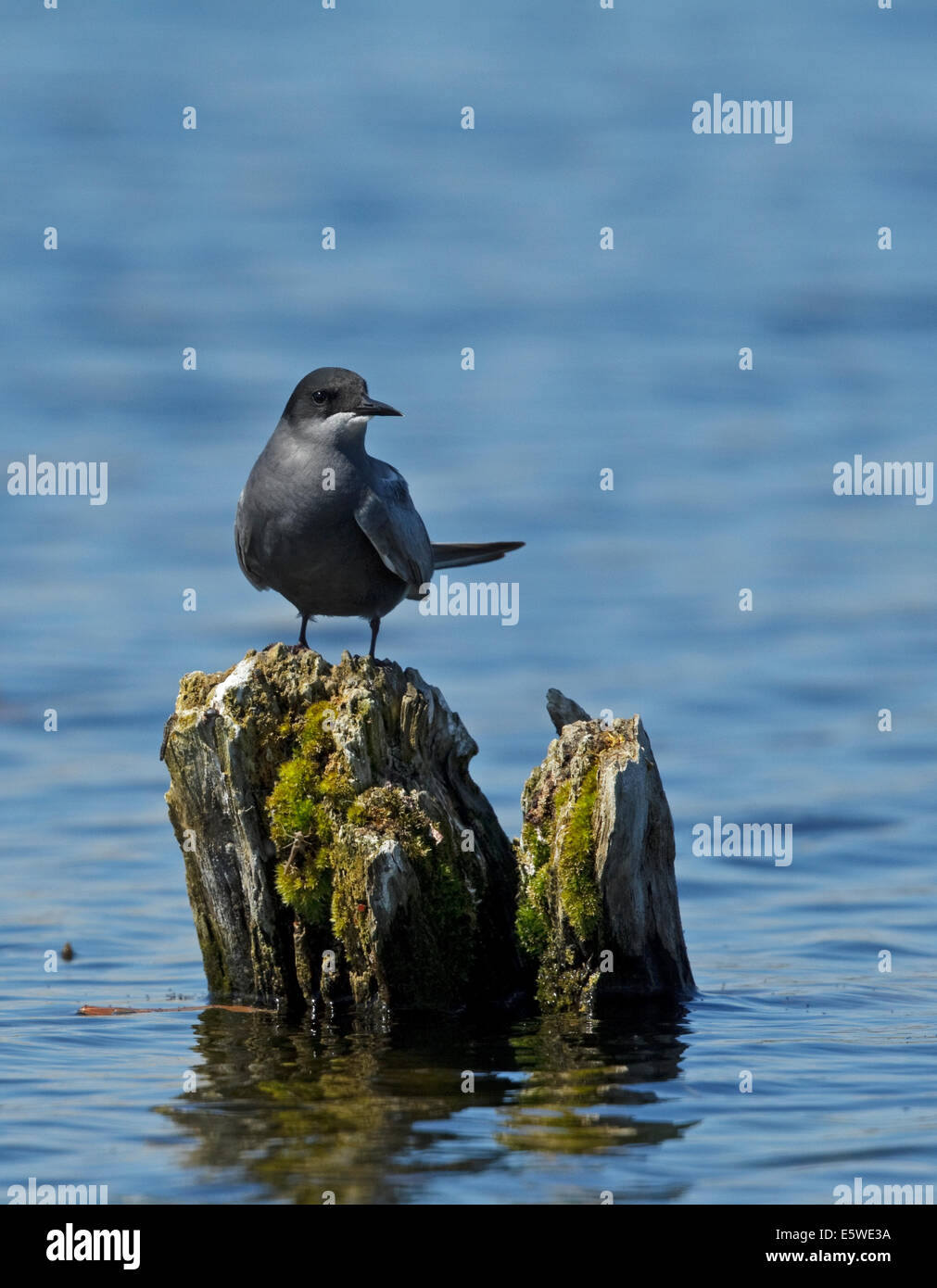 Guifette noire (Chlidonias niger), Banque D'Images