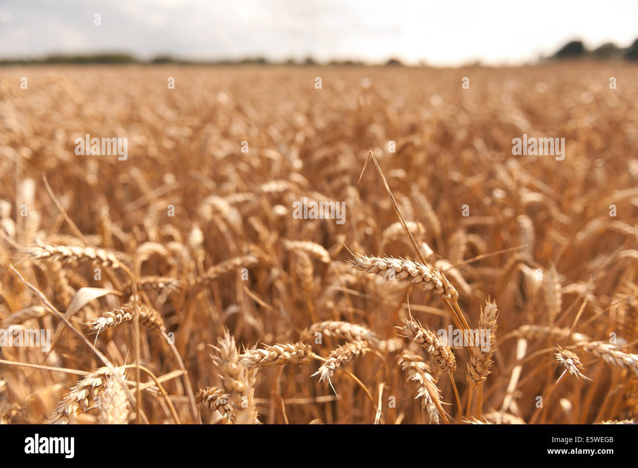 Vastes champs de blé prêt pour la récolte dans le jardin de Kent, près de Headcorn avec quelques nuages de pluie menace de coupe optimum Banque D'Images