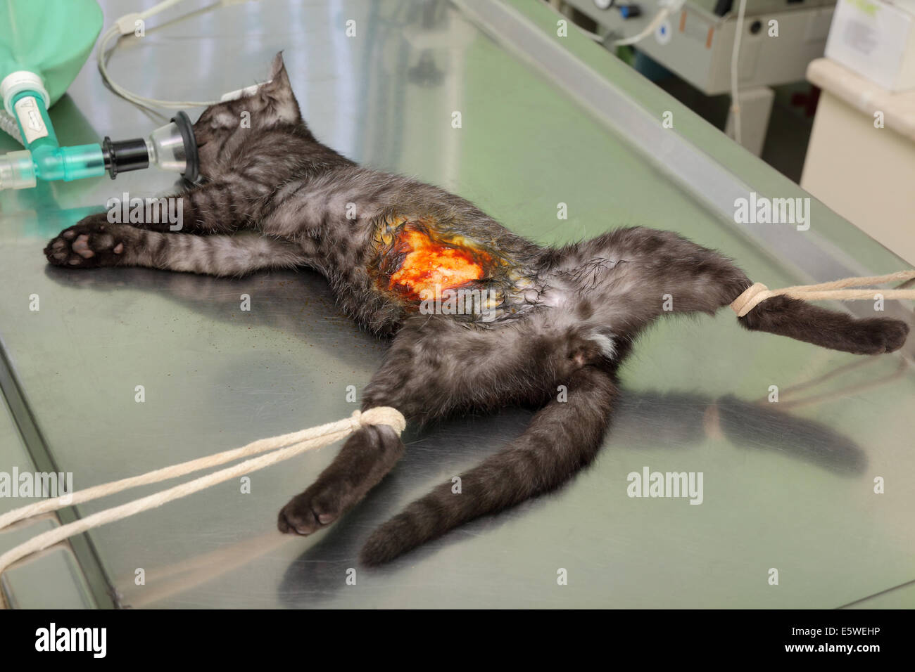 Hernie De Chat Banque D Image Et Photos Alamy