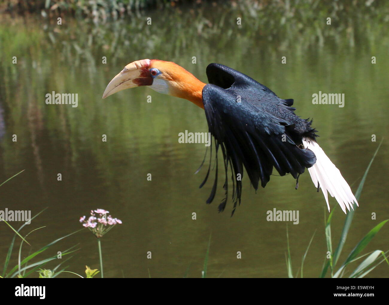 Blyth's hornbill ou mâle calao papou (Rhyticeros plicatus) en vol Banque D'Images