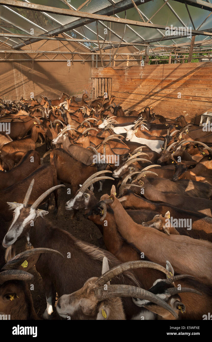 Enclos des chèvres laitières en attente d'être traites dans l'étable, ferme de chèvre biologique, Othenstorf, Mecklembourg-Poméranie-Occidentale, Allemagne Banque D'Images