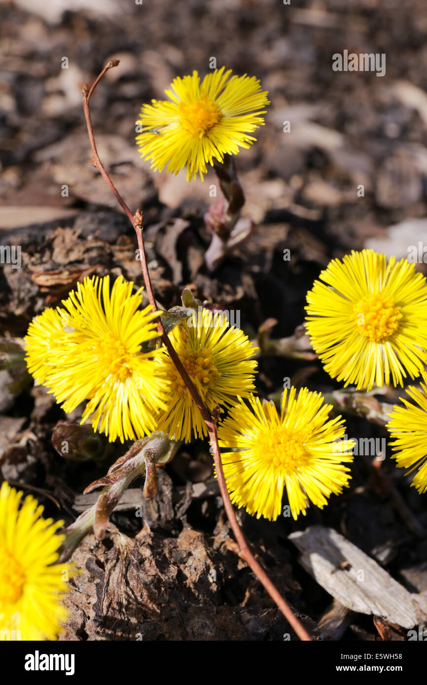 De petites fleurs jaunes au printemps Banque D'Images