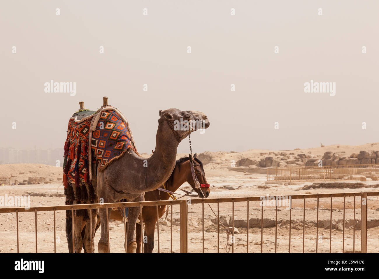 Camel et mule attendent les touristes par la grande pyramide de Gizeh au Caire, Egypte Banque D'Images
