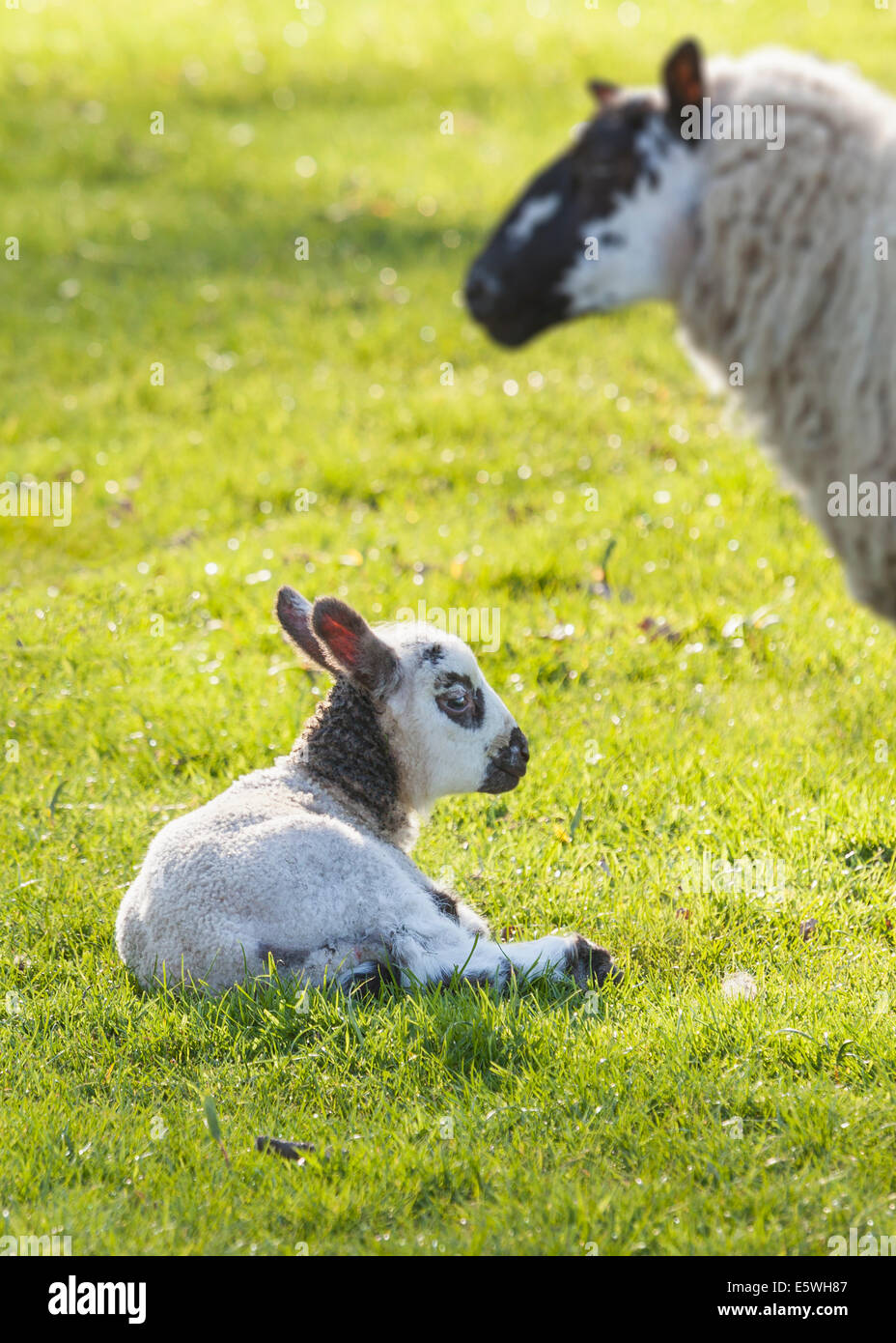 L'agneau avec sa mère, UK Banque D'Images