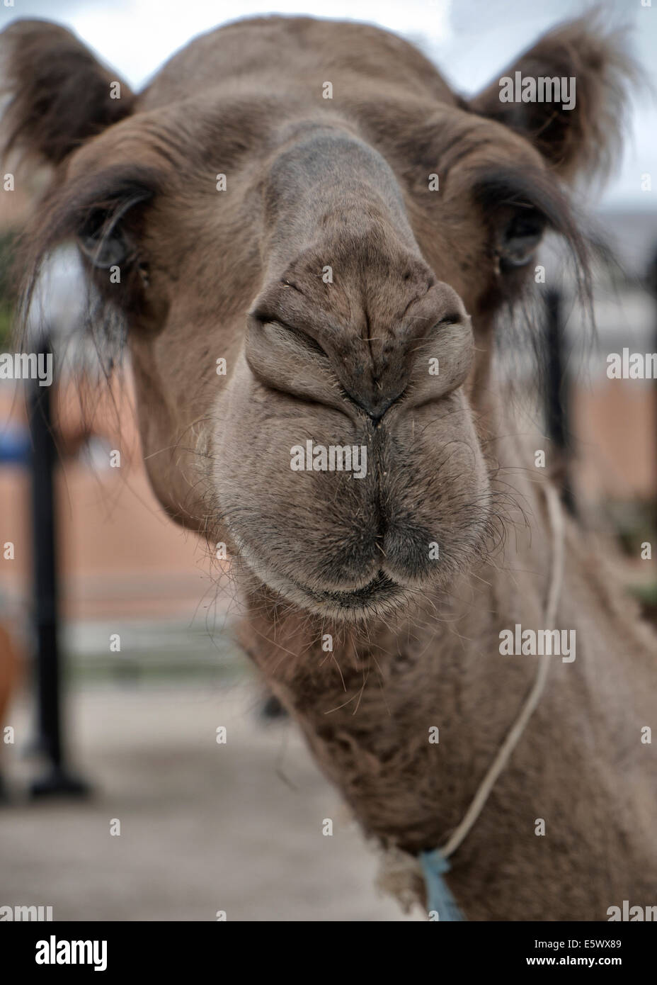 Drôle de chameau face animale looking at camera Banque D'Images